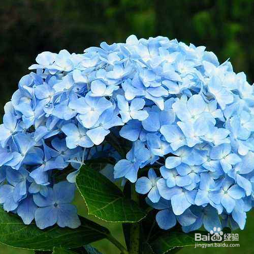 饲养绣球鲜切花的方法有哪些？