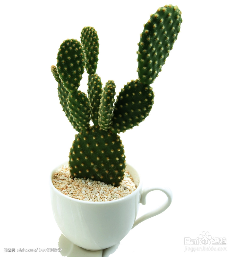 新装修怎样去除甲醛的9个纯天然方法