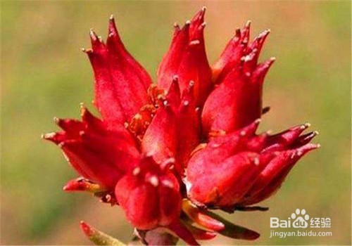 红景天的功效与作用