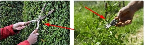 麒麟花的养殖方法和注意事项