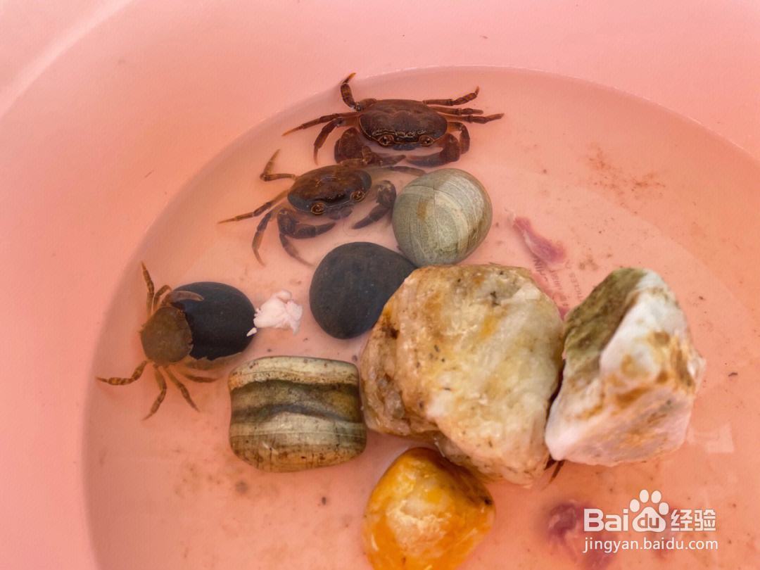 如何饲养宠物螃蟹？