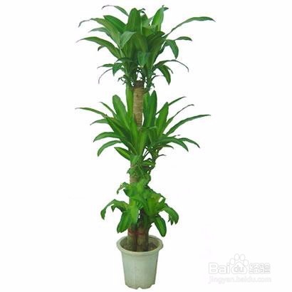 如何养好巴西木