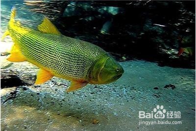 黄金河虎怎样养