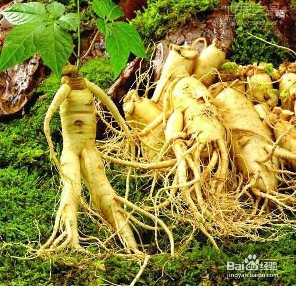 鲜人参价格、吃法、功效与作用及如何保存?