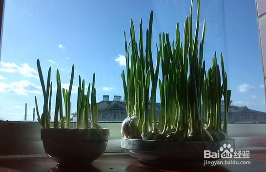 #环保达人#旧的脸盘怎么变成工程小能手。