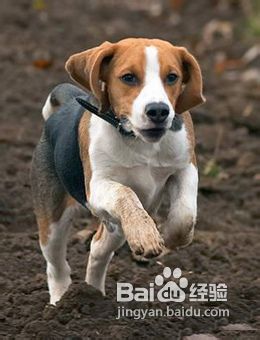 如何挑选一只聪明易训的狗狗