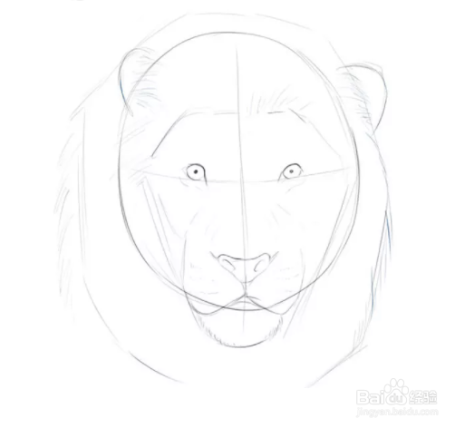 狮子头素描画法步骤图图片