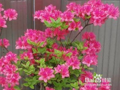 什么可以除甲醛