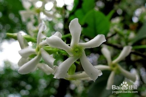 风车茉莉修剪图解