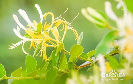 喝金银花水禁忌