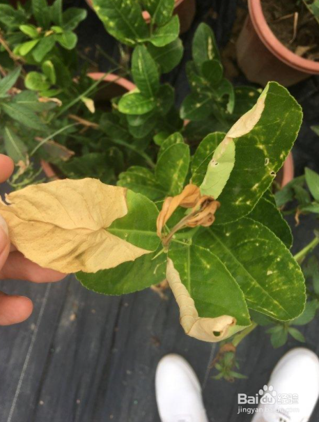 盆栽柠檬落叶怎么挽救