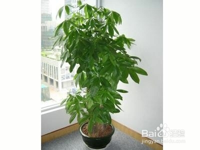 适合在屋内放置的十种植物