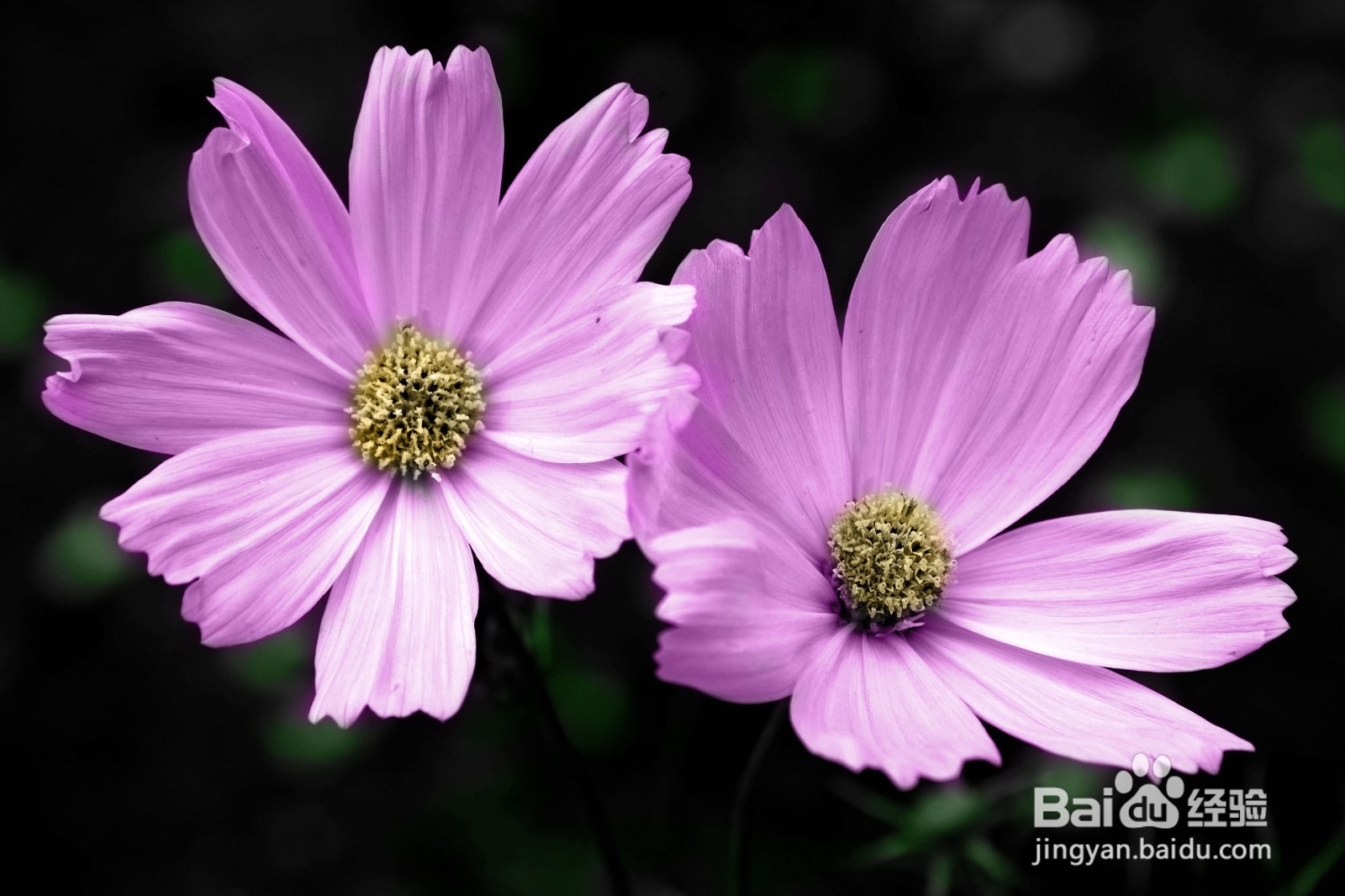 ps给黑白照片上色教程