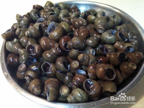 鉴别布氏朱砂螺的具体方法