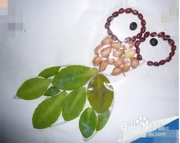 种子怎么制作粘贴画图片