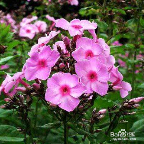 新买的福禄考怎么培育