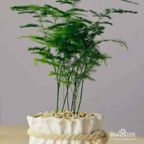 怎么养殖文竹?