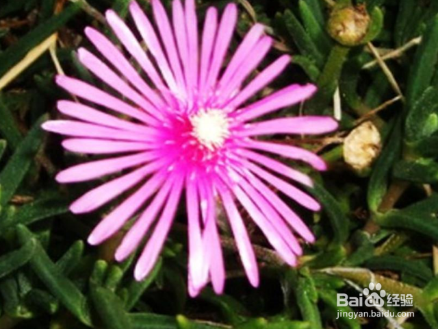 松叶菊如何养殖？