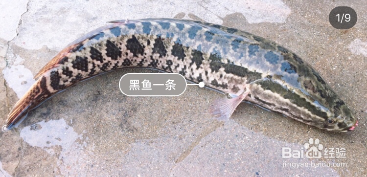 不费事做酸菜鱼