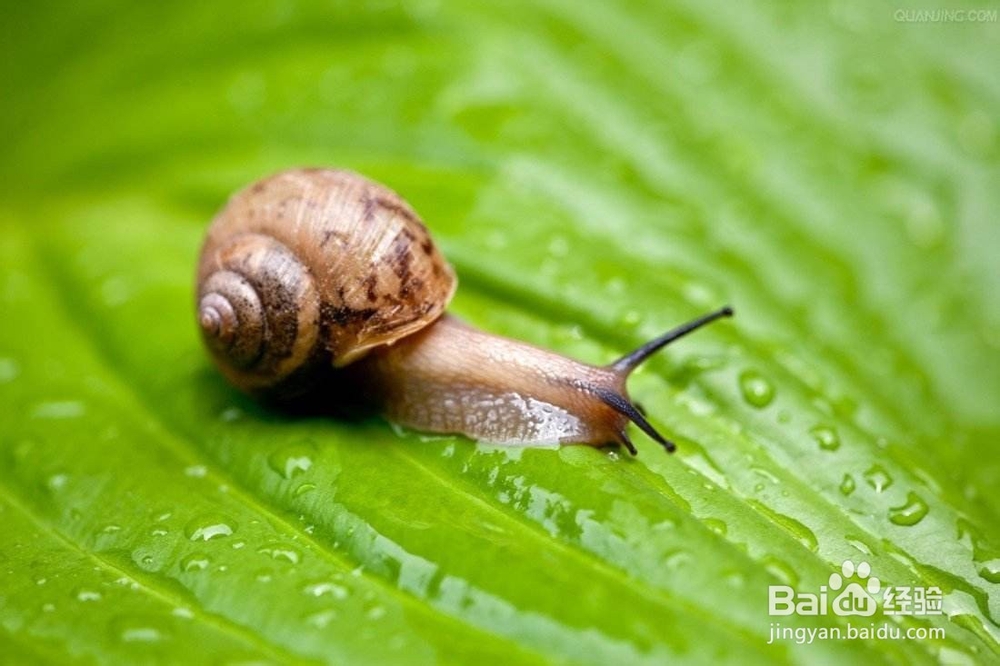 适合新手养的宠物有哪些？