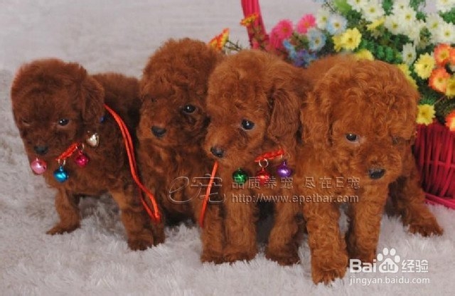 狗狗乱咬东西怎么办？