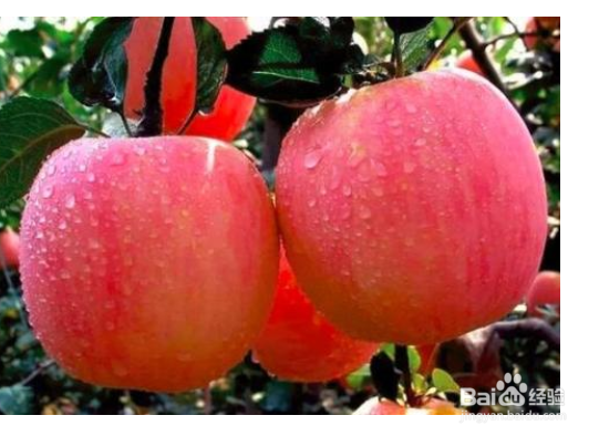 怎样挑选苹果才好吃