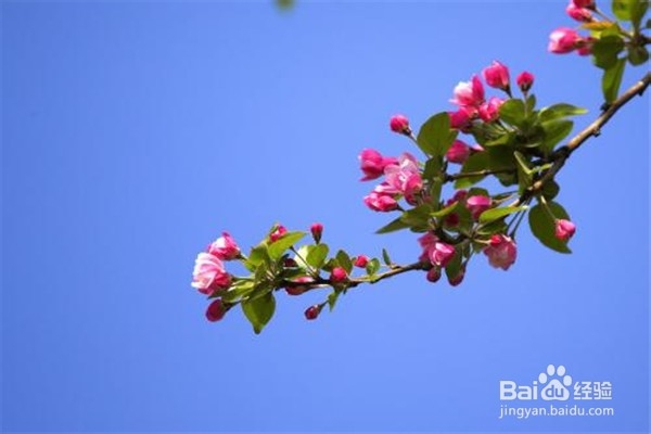 西府海棠花怎么养