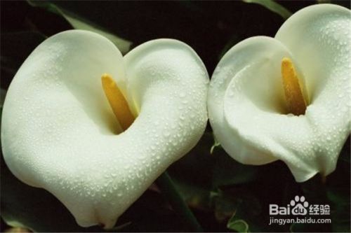 海芋花怎么养和注意事项 百度经验