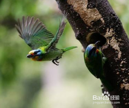 尼康d800如何设置对焦拍摄飞鸟