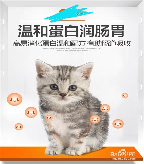 如何选购猫用粮食