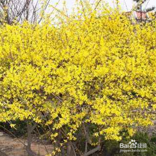 连翘只开花不长果的原因是什么