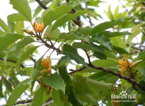 黄兰的养殖方法及注意事项