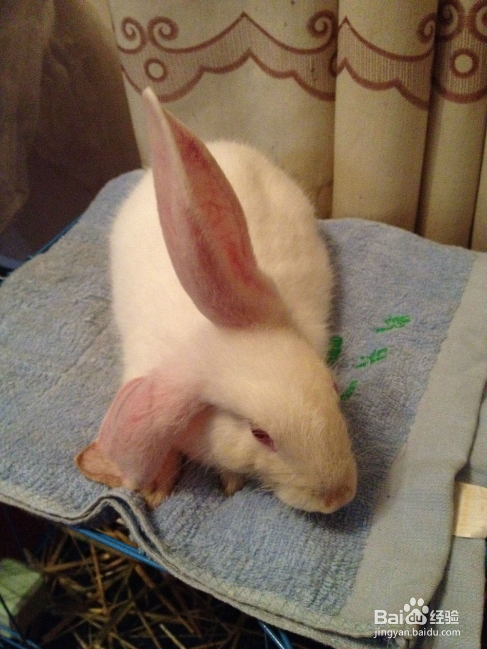 家养小兔子的方法