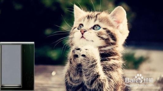 如何健康的养一只猫猫