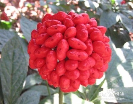 三七的功效,不清楚的点击查看