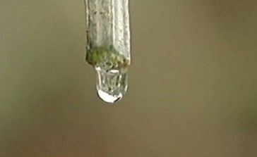 丝瓜水如何保存