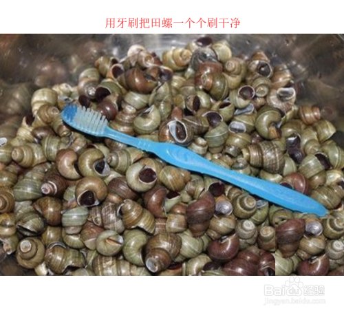 田螺如何清洗干净?