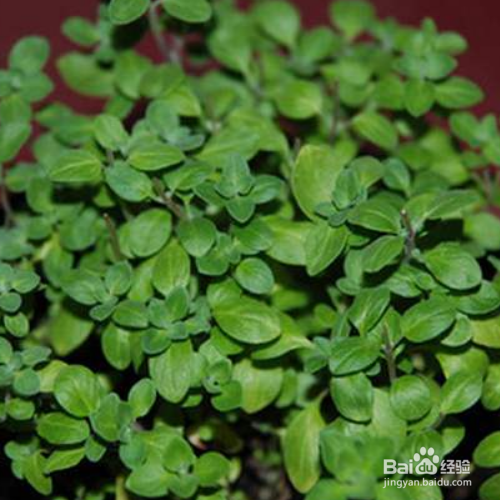 马约兰的培育方法和注意事项