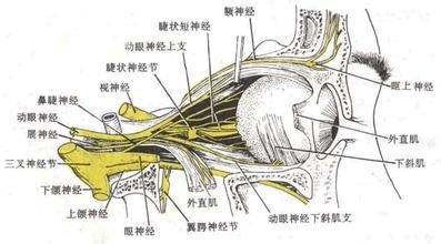 晚上睡觉流口水