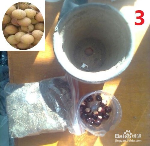 龙眼盆栽种发与大面积大规模种植方法
