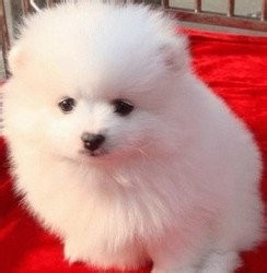 狗狗毛发干燥怎么办