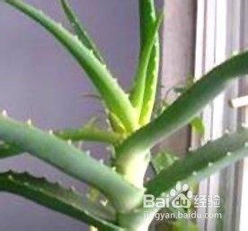 龙爪的价值与栽培方法