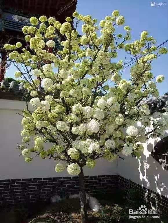 2种“绣球花”,开花一团团,特仙气!