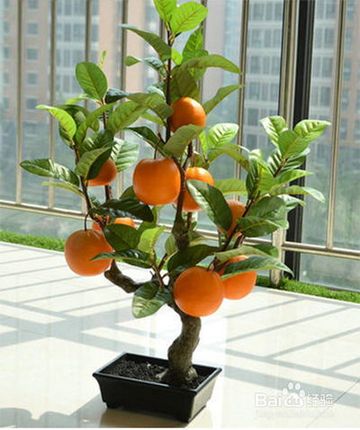 橘子树盆栽种植方法图片