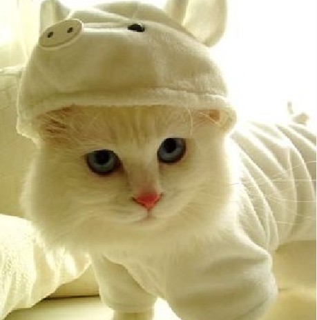 养猫要准备什么东西