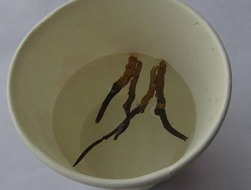 冬虫夏草泡水喝的方法