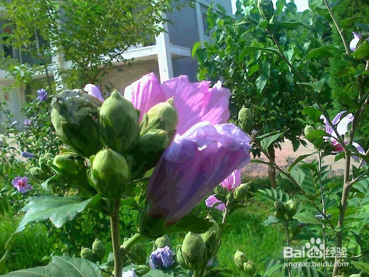 木本矮棵树花怎样养护