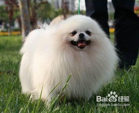 狗狗是否适合外出或旅行？