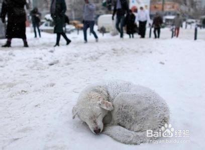 英文几种不同的方式表达“冷死了”