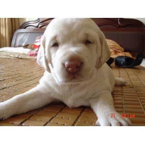 狗狗配种注意事项